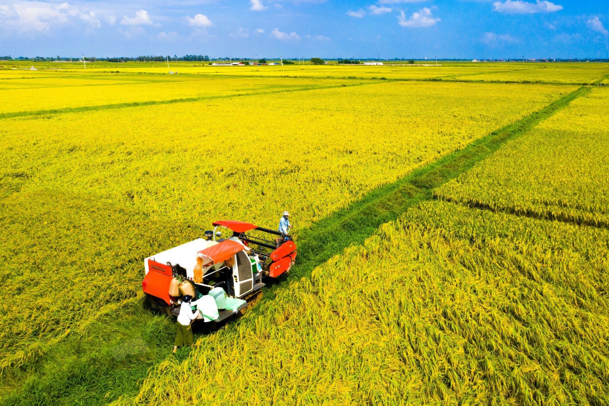 Khuyến khích các doanh nghiệp đầu tư vào phát triển các sản phẩm nông sản chủ lực của thành phố