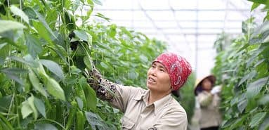 ハイフォン市の農業および農村地域への投資を企業に奨励する