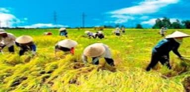 Từ Myanmar đến Cuba: Sức hút từ thế mạnh nông nghiệp