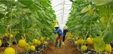 기업의 농업 투자 촉진: 아직 활용할 수 있는 잠재력과 기회가 많습니다.